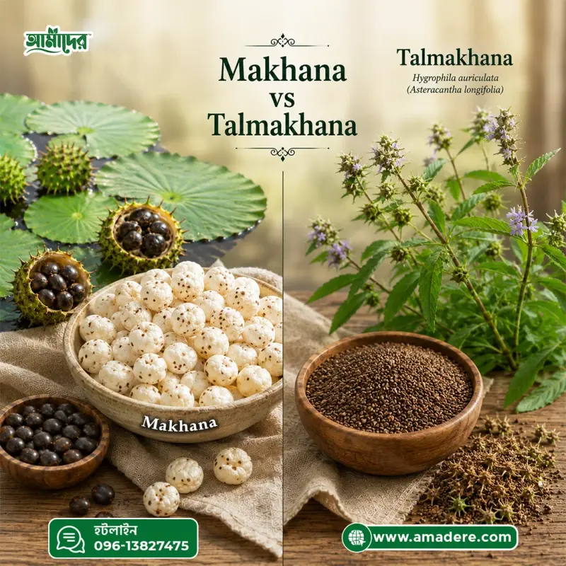 Makhana (মাখনা) ও Talmakhana(তালমাখনার) পার্থক্য: কোনটি কী, উপকারিতা, ব্যবহার ও সতর্কতা